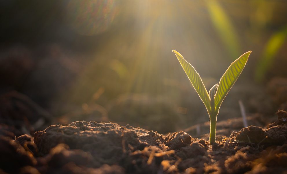Occitanum met sur le feu l'alimentation de demain