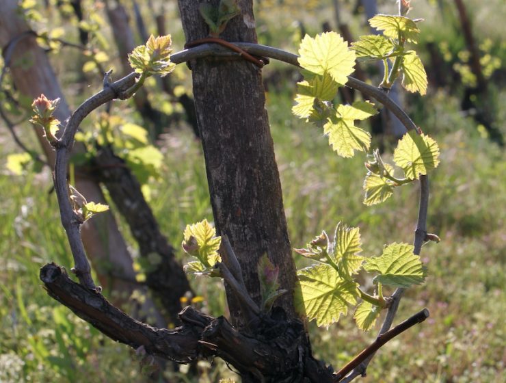 Quatorze millions d'euros pour soutenir la viticulture d'Occitanie